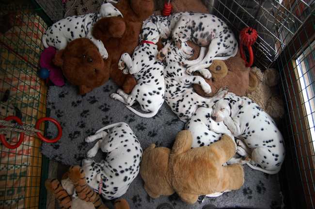 alle pups 5-5-2011