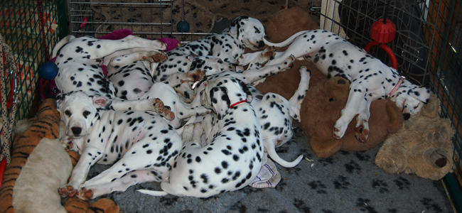 alle pups in bench 5-5-2011