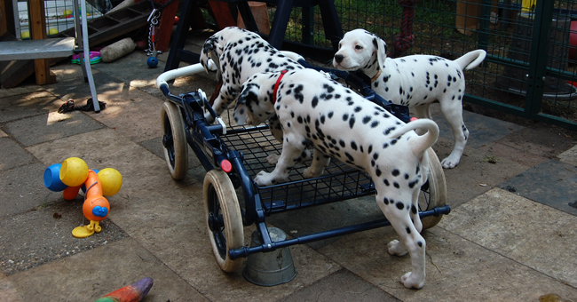 mit kinderwagen
