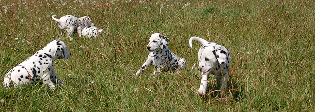 pups 5-5-2011