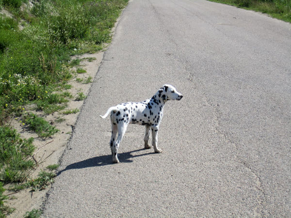 Dalmatier Dexter