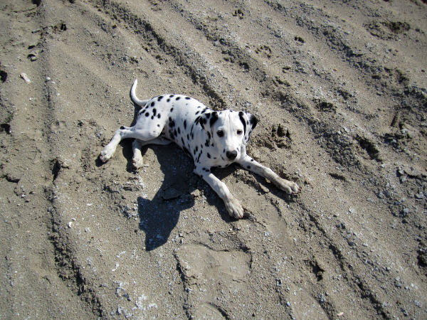Dalmatier Dexter