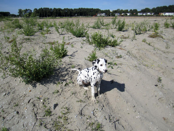 Dalmatier Dexter