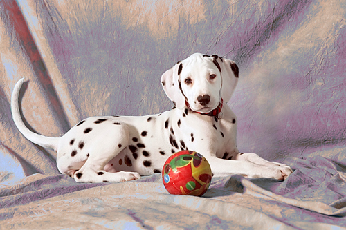 Missy-2
