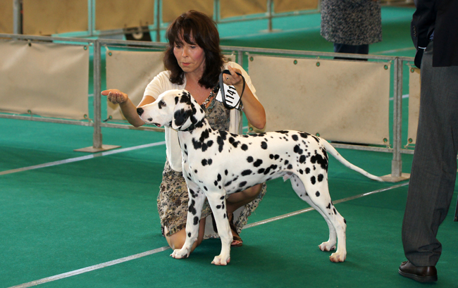 27-8-2011 Dogshow Rotterdam Obonyas-pride Aristoteles-Farao “Pepper”27-8-2011 Dogshow Rotterdam Obonyas-pride Aristoteles-Farao “Pepper”27-8-2011 Dogshow Rotterdam Obonyas-pride Aristoteles-Farao “Pepper”