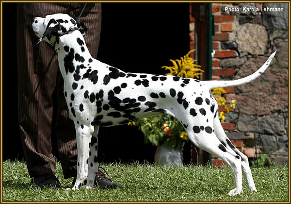 Showresults ‘Obonyas-pride Anna-Ariella’ (Puzzel)Showresults ‘Obonyas-pride Anna-Ariella’ (Puzzel)Showresults ‘Obonyas-pride Anna-Ariella’ (Puzzel)
