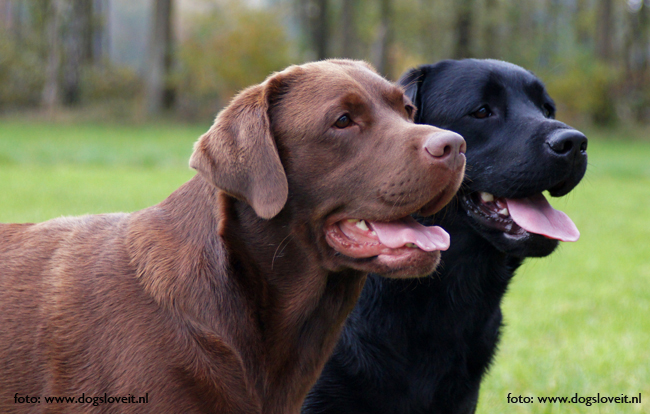 Labrador