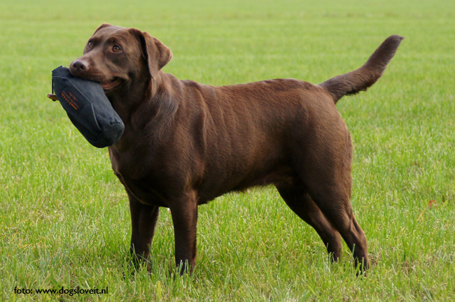 Dogs love it