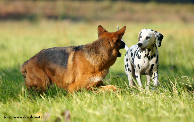 Herder Dalmatier