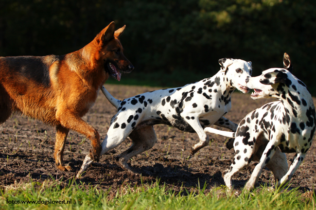 Dalmatiner Duitse herder