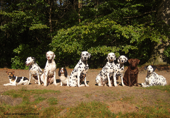 leuke honden
