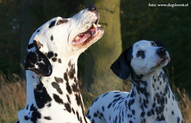 oude dalmatiers