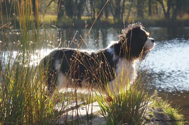 Cavalier King Charles