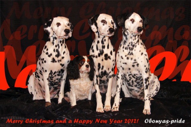 24.12.2011 Fijne feestdagen24.12.2011 Frohe Weihnachten und ein gutes Jahr 201224.12.2011 Merry Christmas and a happy new year!
