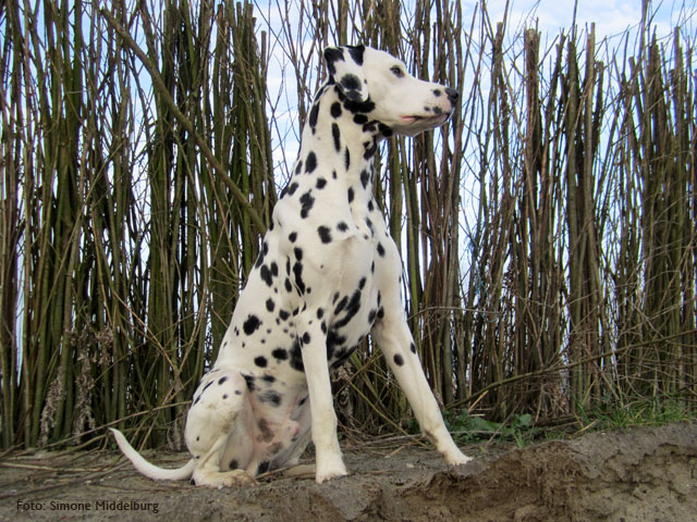 Obonyas-pride Archimedes Farao