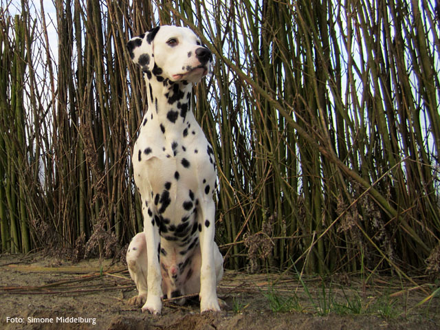 Obonyas-pride Archimedes Farao