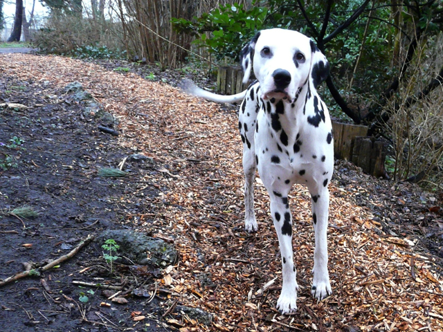 pepper 1