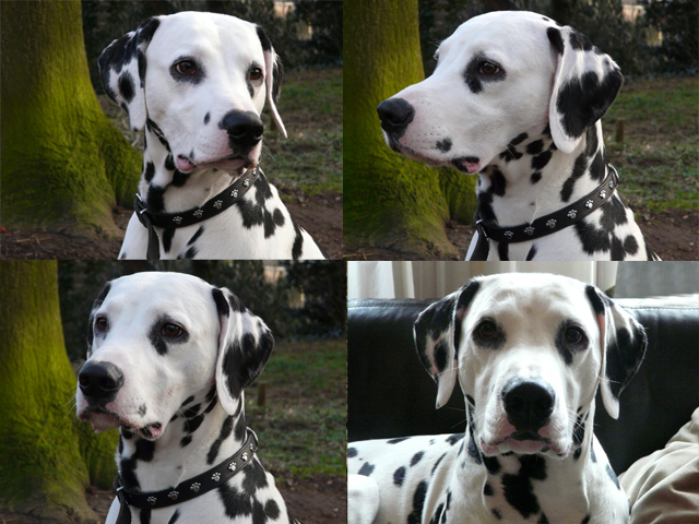 pepper kopf collage