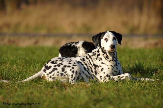 Nikita dogsloveit