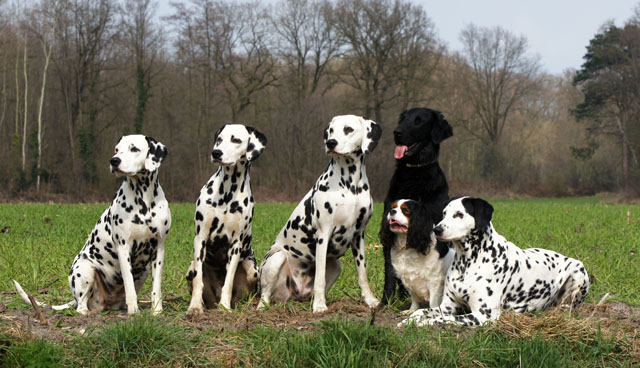dogsloveit