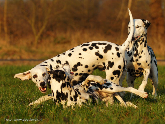 Obonyas-pride dogsloveit