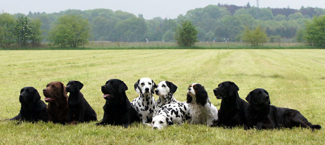 Obonyas-pride b-litter
