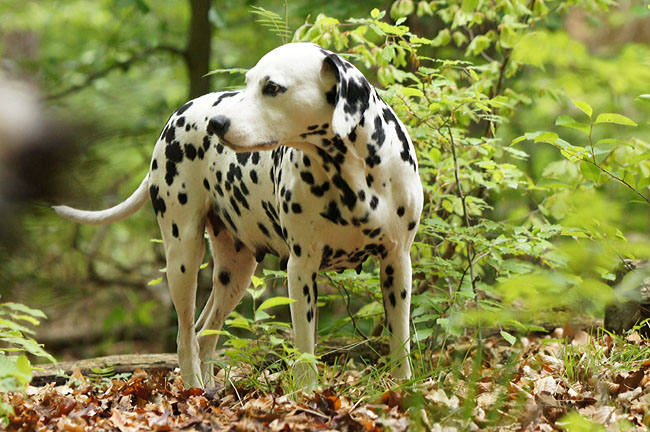 Obonya vom Teutoburger Wald pregnant.