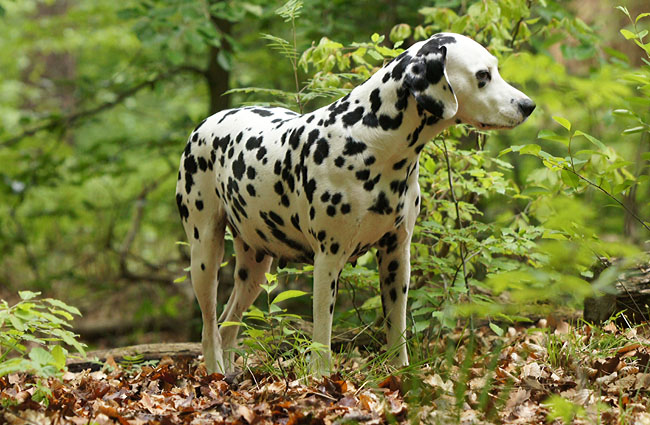 Obonya vom Teutoburger Wald pregnant.