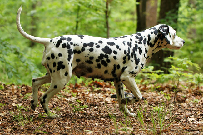 Obonya vom Teutoburger Wald pregnant.