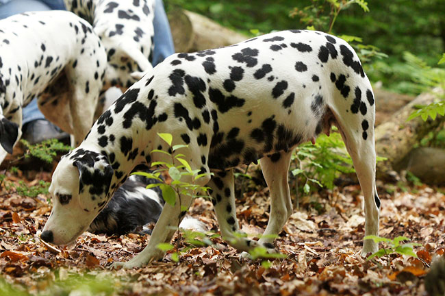 Obonya vom Teutoburger Wald pregnant.