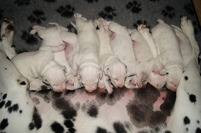 30.6.2013 Obonya’s und Giant’s Welpen sind 12 Tage alt30.6.2013 Obonya’s and Giant’s pups are 12 days old30.6.2013 Obonya’s en Giant’s pups zijn 12 dagen oud