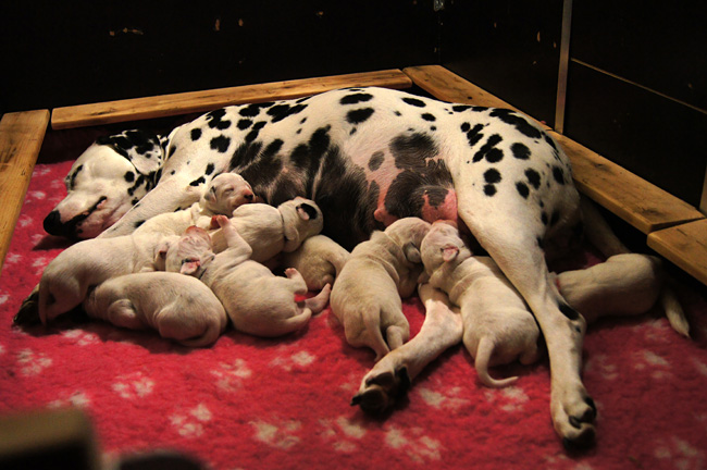 25.6.2013 Obonya’s und Giant’s Welpen sind 7 Tage alt25.6.2013 Obonya’s and Giant’s pups are 7 days old25.6.2013 Obonya’s en Giant’s pups zijn 7 dagen oud