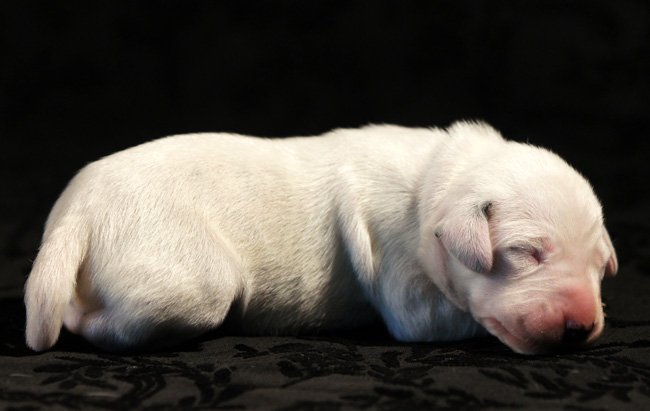 reu zwart bandje/ Rüde schwarzes Band/ dog black strap