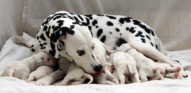2-7-2013 Obonya’s und Giant’s pups sind 14 Tage alt2-7-2013 Obonya’s and Giant’s pups are 14 days old2-7-2013 Obonya’s en Giant’s pups zijn 14 dagen oud