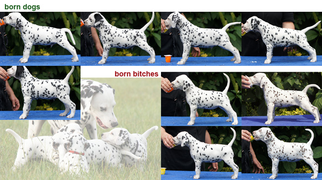 Obonya's pride B-litter