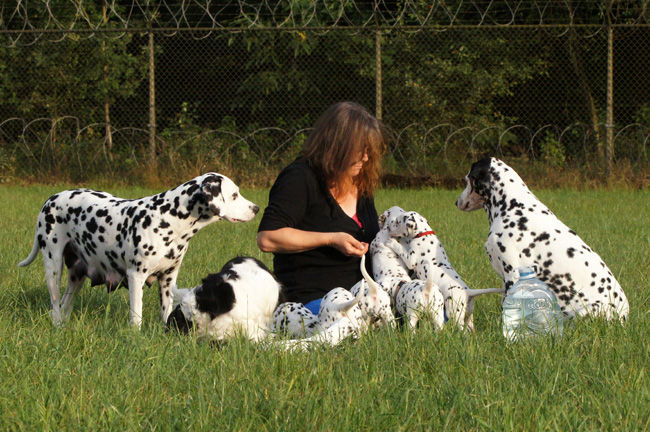 29-7-2013 Obonya vom Teutoburger Wald with her litter