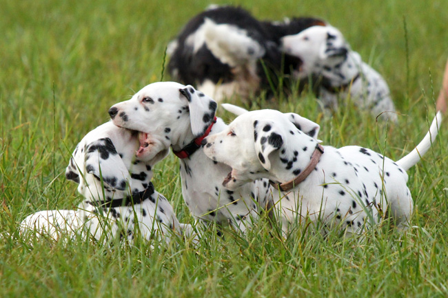29-7-2013 Obonya's pride B-litter