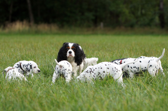 29-7-2013 Obonya's pride B-litter
