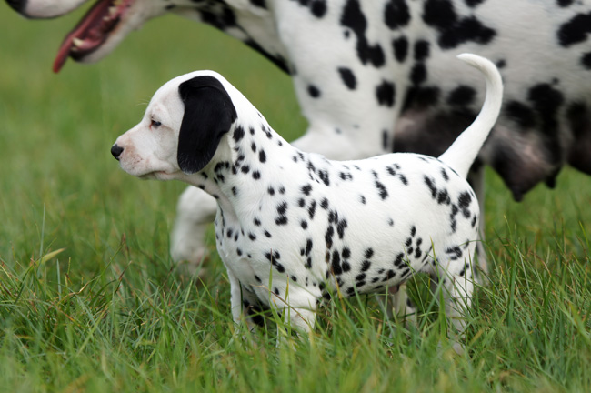 29-7-2013 Obonya's pride B-litter