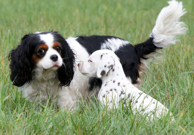 29-7-2013 Obonya's pride B-litter