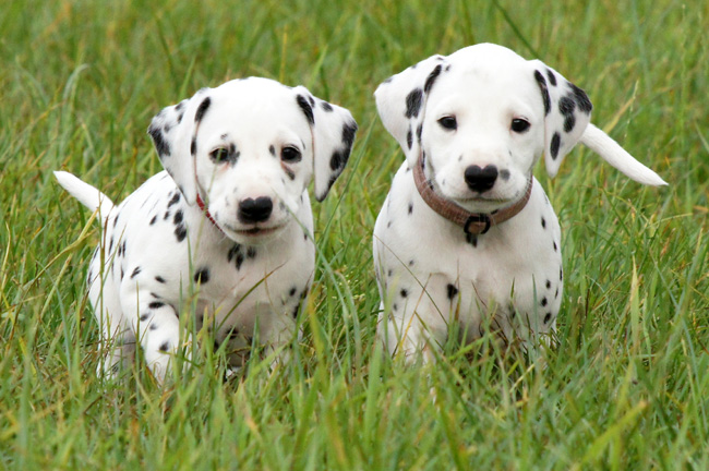 29-7-2013 Obonya's pride B-litter