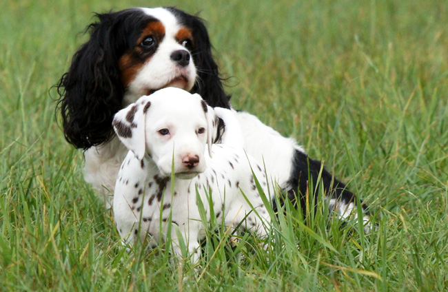 29-7-2013 Obonya's pride B-litter