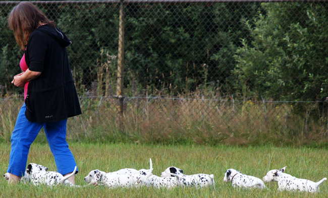29-7-2013 Obonya vom Teutoburger Wald with her litter