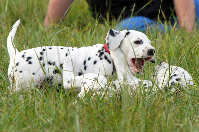 29-7-2013 Obonya's pride B-litter