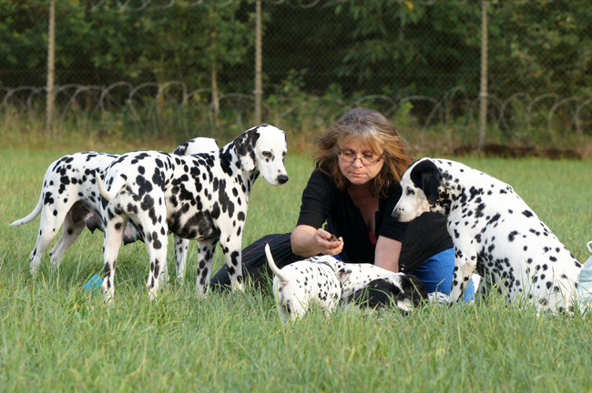 29-7-2013 Obonya vom Teutoburger Wald with her litter