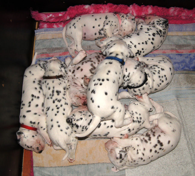 9-7-2013 Obonya’s und Giant’s pups sind 21 Tage alt9-7-2013 Obonya’s and Giant’s pups are 21 days old9-7-2013 Obonya’s en Giant’s pups zijn 21dagen oud