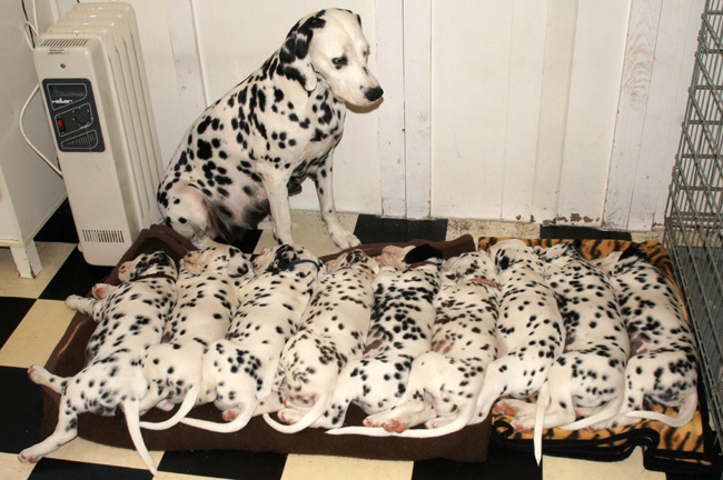 8-8-2013 Obonya’s und Giant’s pups sind 51 Tage alt8-8-2013 Obonya’s and Giant’s pups are 51 days old8-8-2013 Obonya’s en Giant’s pups zijn 51 dagen oud