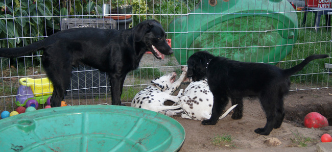 Monty .... Quinto ... Donna Yaela ... Giant Porter playing