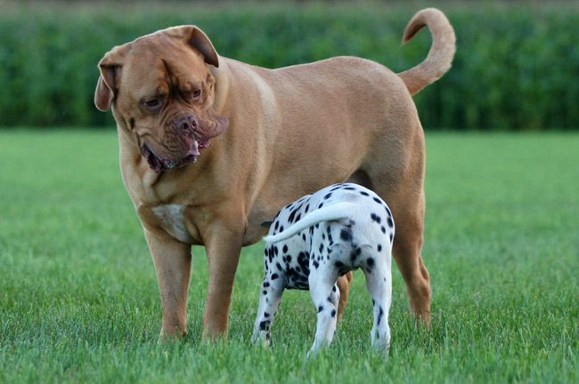Obonya’s pride bright Giant Porter & Bono