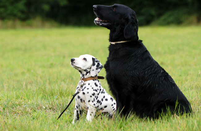 Obonya's pride bright Giant Porter and Berber van de Boskamphoeve (Jill)